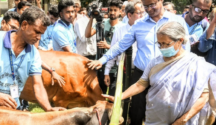 গবাদিপশুর রোগ প্রতিরোধে টিকা অপরিহার্য: প্রাণিসম্পদ উপদেষ্টা