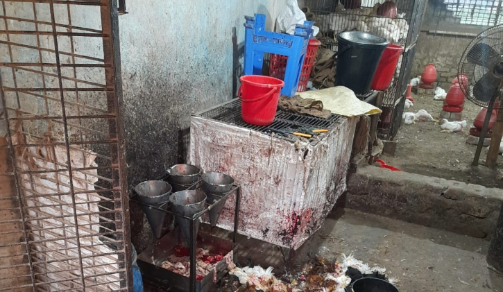 খোলা বাজারে মুরগি জবাই: জনস্বাস্থ্যের জন্য মারাত্মক হুমকি
