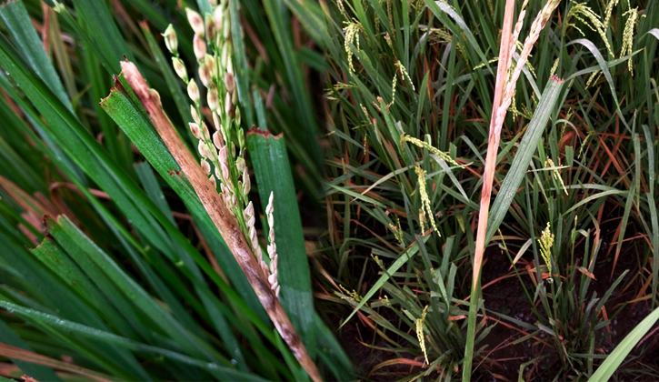 ধানের খোল পচা রোগ: কারণ, লক্ষণ ও প্রতিকার
