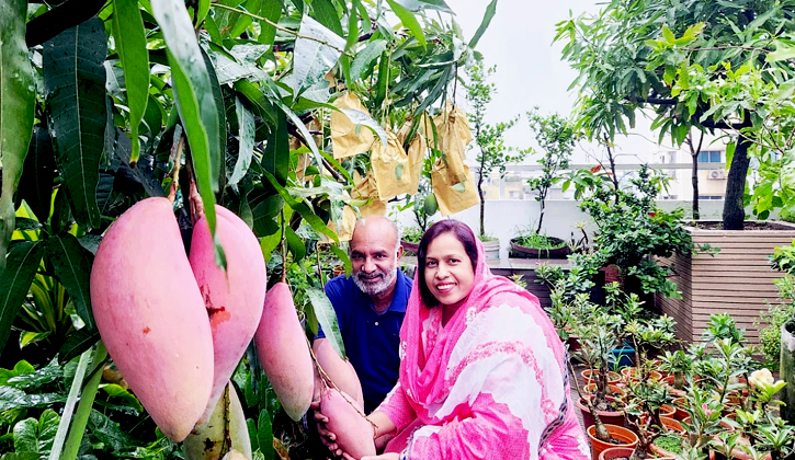 শহরের ছাদে আমের রাজ্য: বাড্ডায় ছাদবাগানে ঝুলছে শত শত আম
