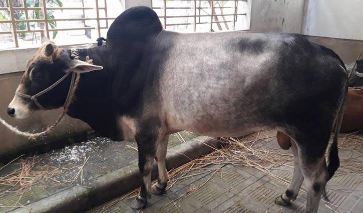 গরমে গবাদিপশুর যত্ন গরমে গবাদিপশুর যত্ন