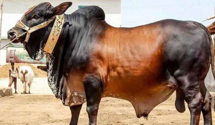 গরু মোটাতাজাকরণ বিষয়ক বই: জ্ঞানার্জনের কিছু উৎস