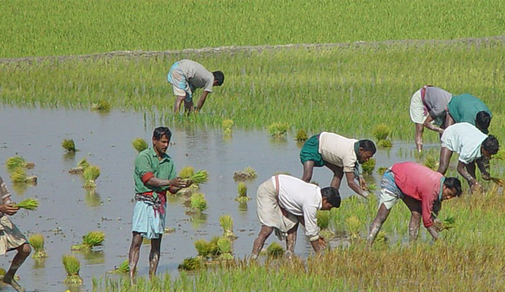 কৃষিতে বরাদ্দ বাড়লো বাজেটে; প্রায় সাড়ে ৩ শতাংশ বৃদ্ধি