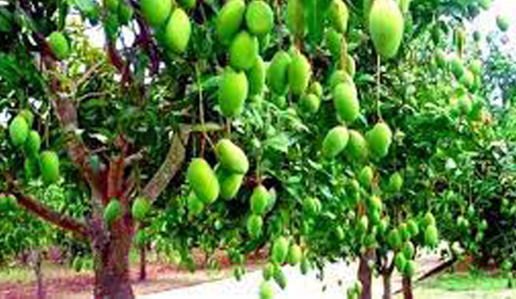 আমবাগানে সার প্রয়োগ পদ্ধতি