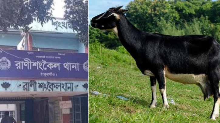 ছাগল থানায় আটক! মালিক দাবিদার একাধিক