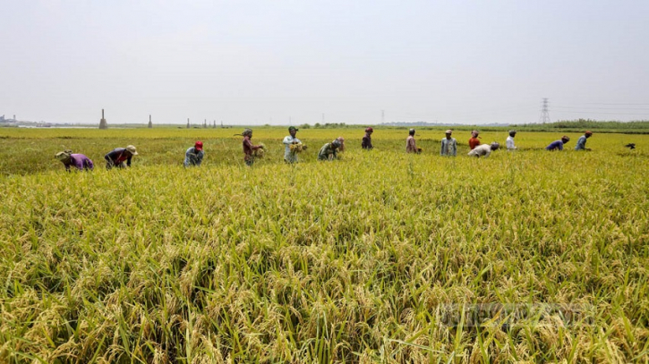 কৃষিতে বরাদ্দ বাড়লো বাজেটে