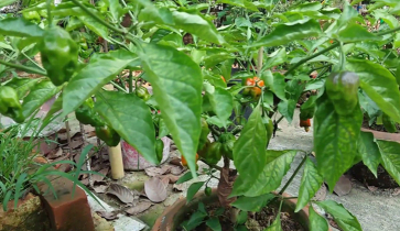ছাদে টবে বোম্বাই মরিচ চাষ: সহজেই ঘরে ফলন
