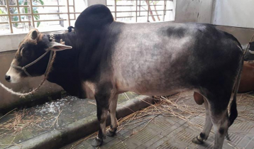 গরমে গবাদিপশুর যত্ন