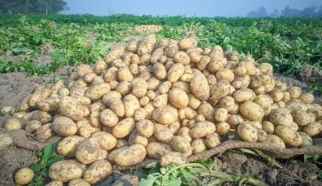 আলুতে লোকসান ঠাকুরগাঁওয়ের চাষীদের