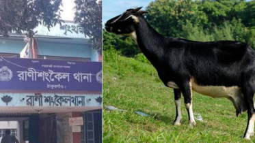 ছাগল থানায় আটক! মালিক দাবিদার একাধিক
