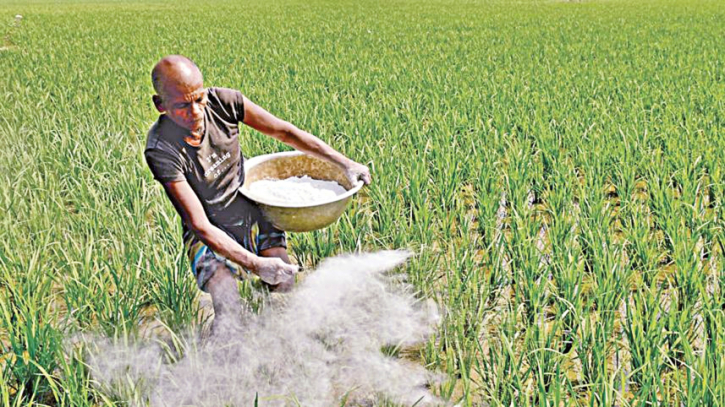 সারের বরাদ্দে ঘাটতি ও বিতরণে সমস্যা