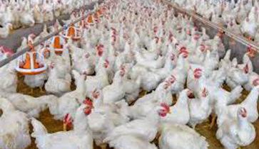 রোজার আগেই চট্টগ্রামে বাড়লো ব্রয়লার মুরগির দাম