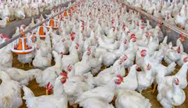 রোজার আগেই চট্টগ্রামে বাড়লো ব্রয়লার মুরগির দাম